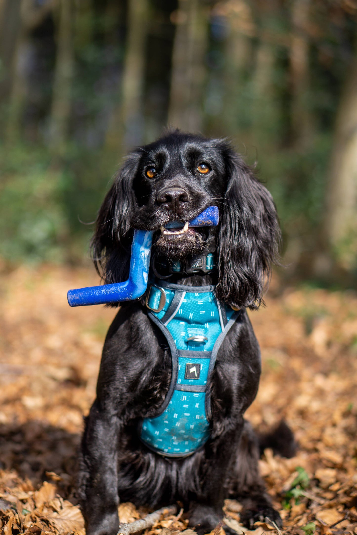 ZigZoom™ Interactive Safe Fetch Recycled Rubber Dog Toy
