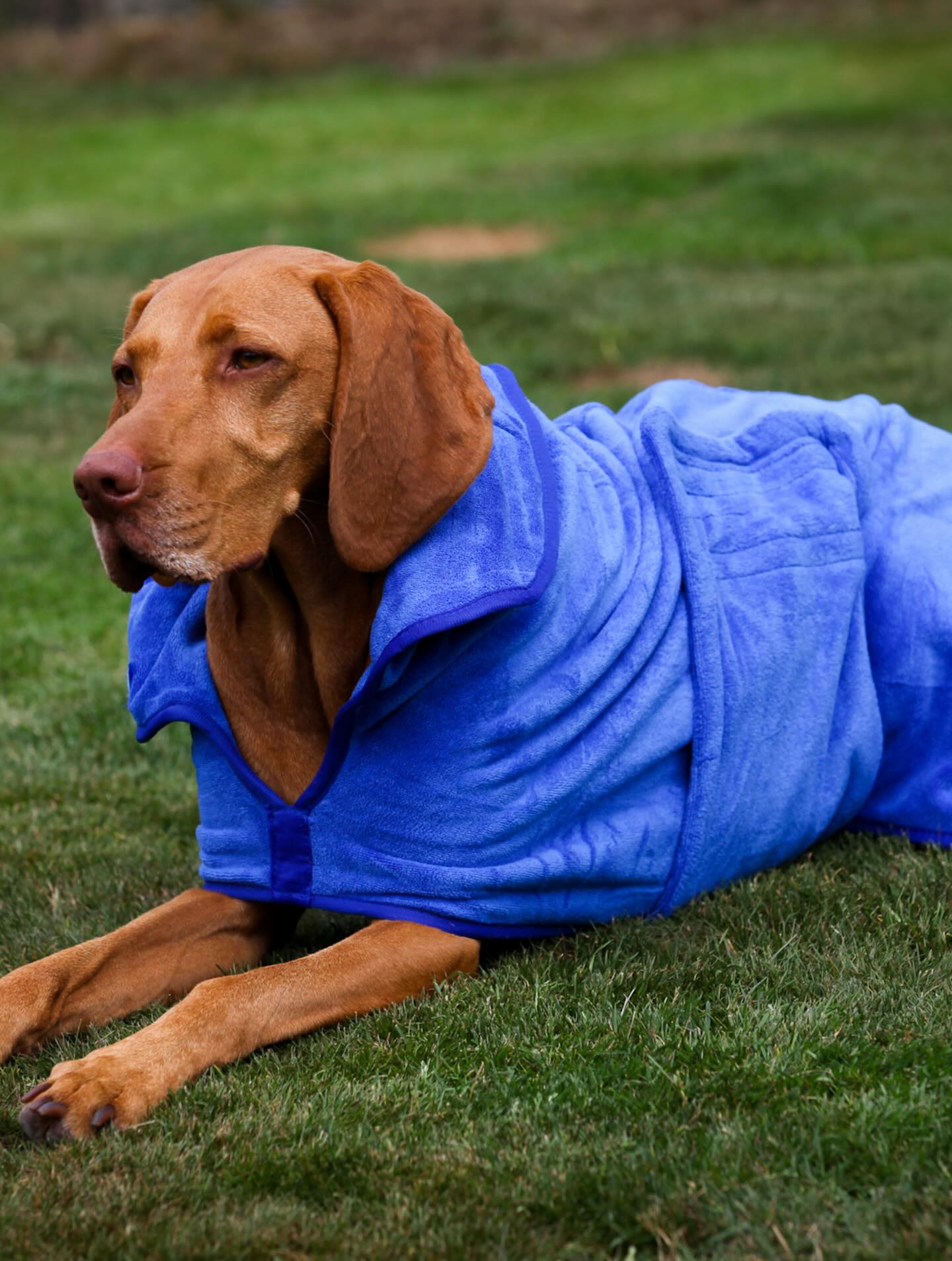 Stellar Pet Products Dry Robes