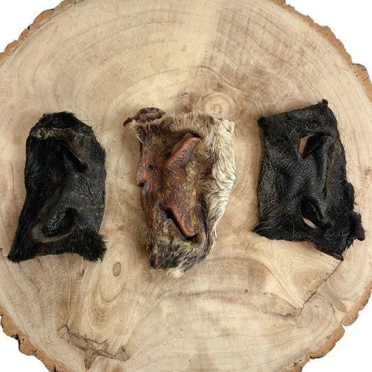 Small Hairy Beef Snout