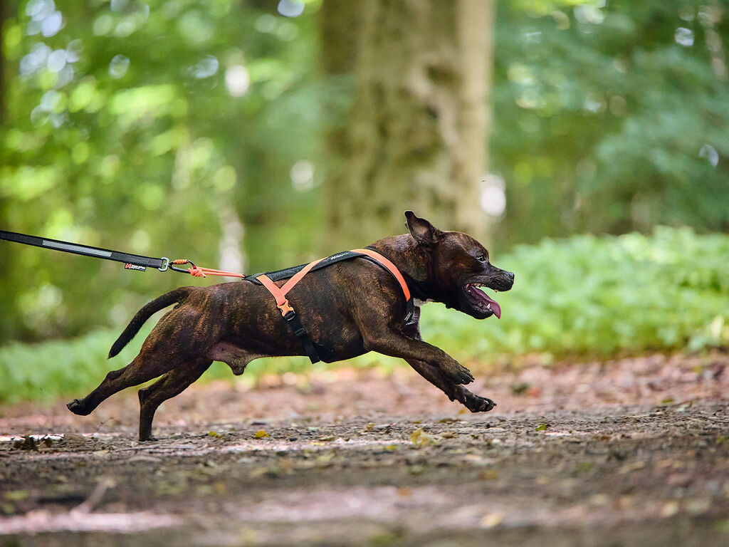NonStop Rush Harness