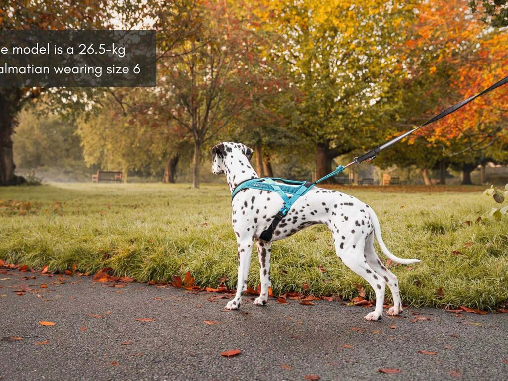 NonStop Rush Harness