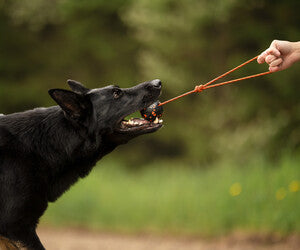 Dog ball on rope