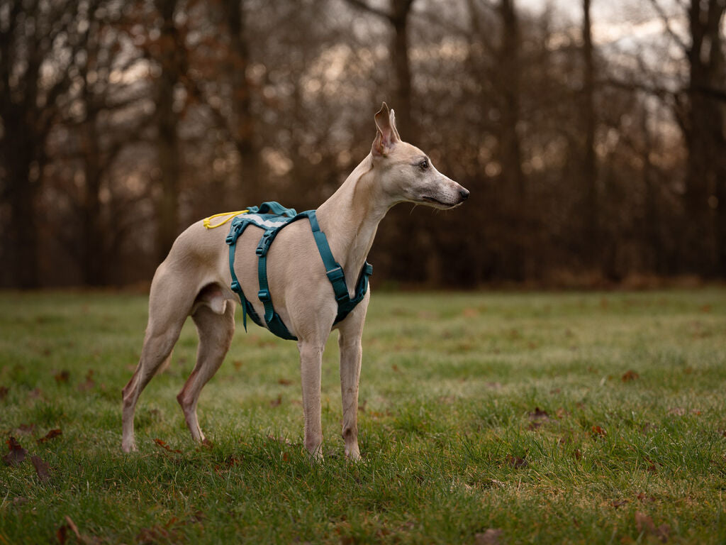 Ramble Harness Long