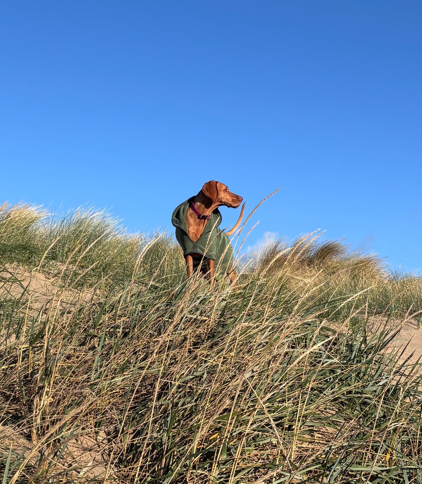 Stellar Pet Products Dry Robes