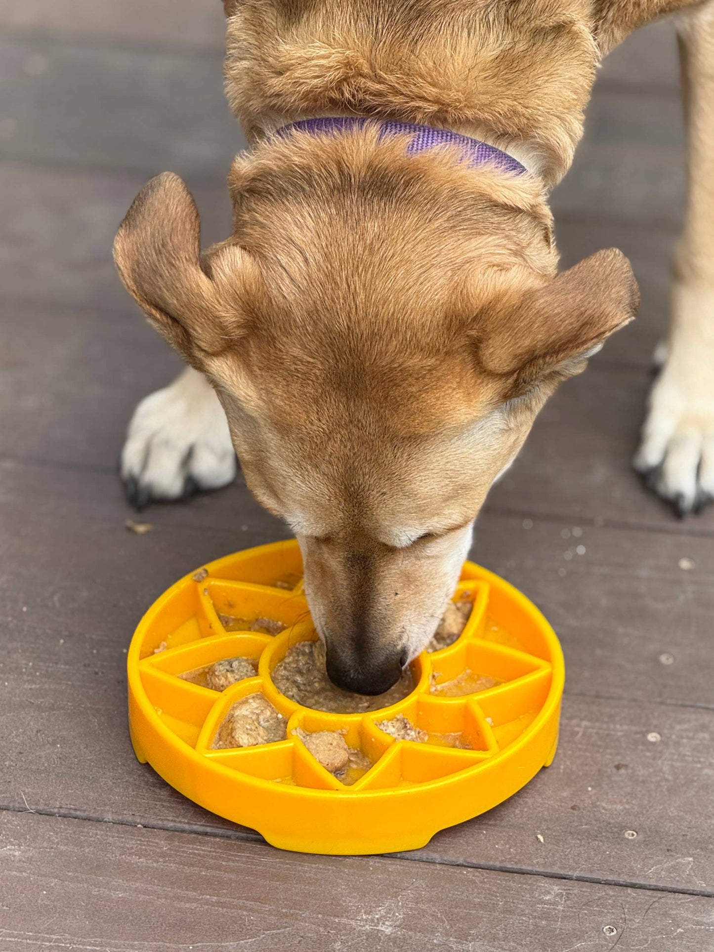 Sunflower Design eTray Enrichment Slow Feeder Tray for Dogs - Yellow
