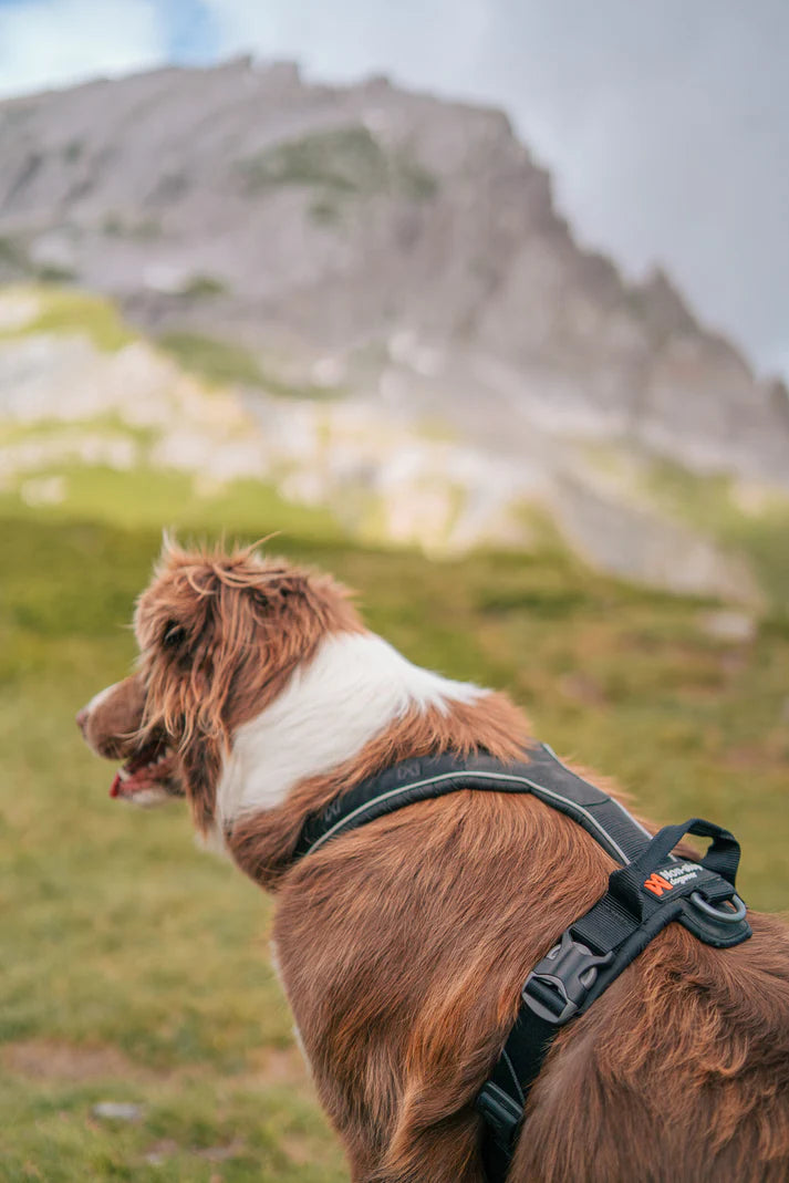 Non-stop dogwear Line Harness Grip – The Ultimate Hiking & Everyday Harness