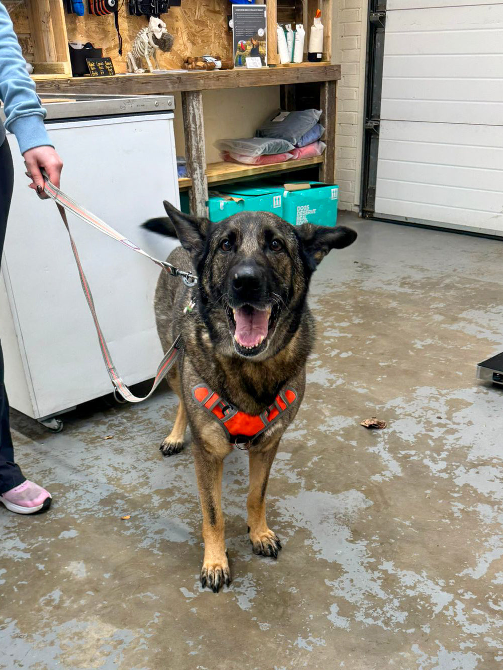 VIP Private Shopping Experience (For Nervous & Reactive Dogs)