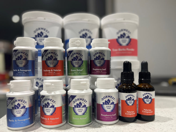 Gentle Wellness Solutions