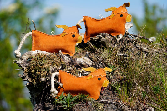 Hamish The Highland Cow