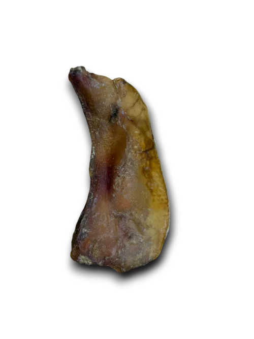 Moon Bone
