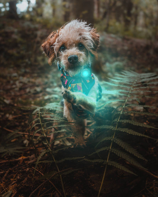 TrekBright™ Adjustable Rechargeable Dog Safety Light
