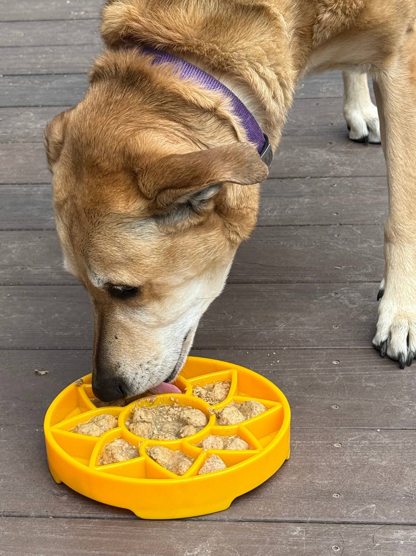 Sunflower Design eTray Enrichment Slow Feeder Tray for Dogs - Yellow