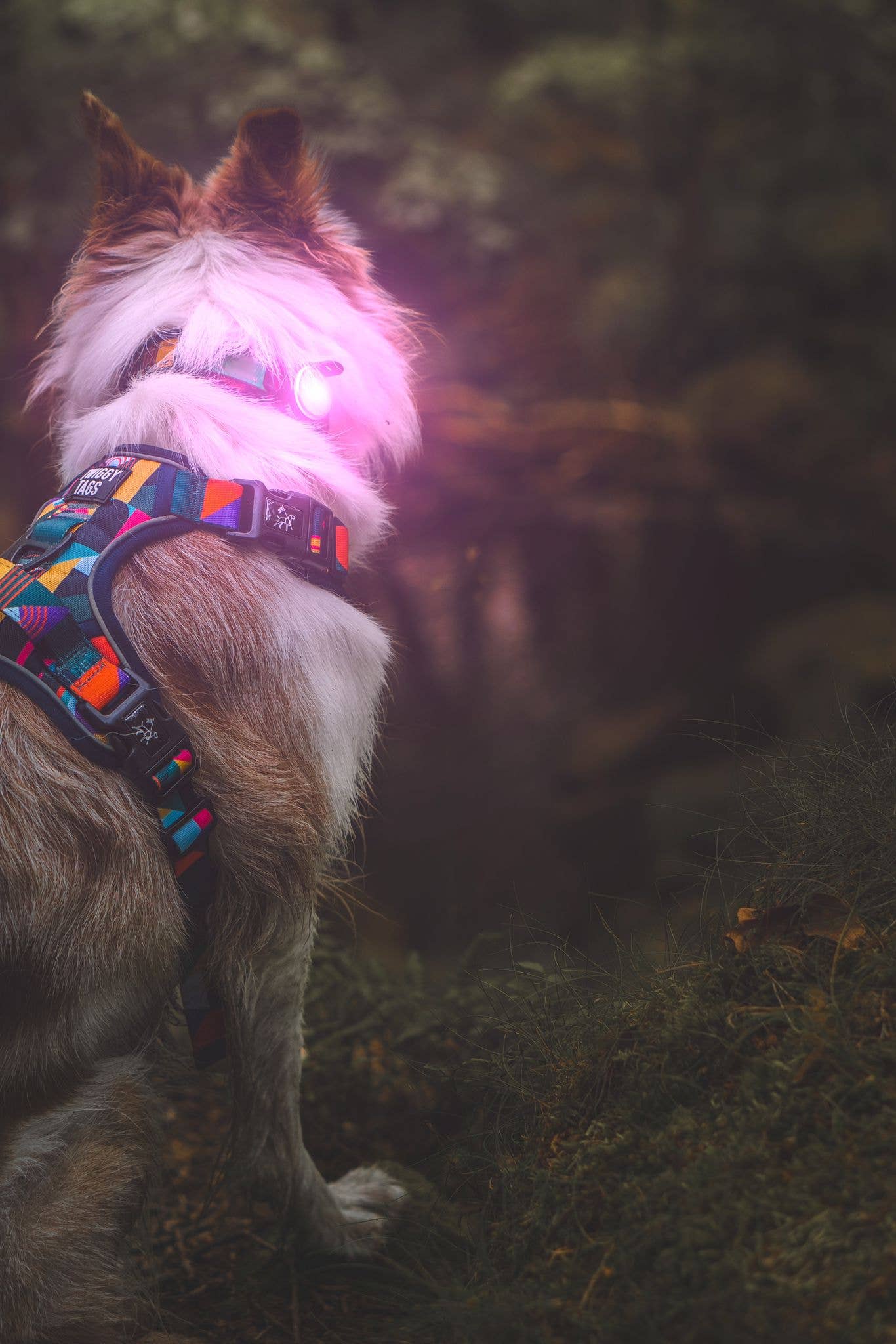 TrekBright™ Adjustable Rechargeable Dog Safety Light