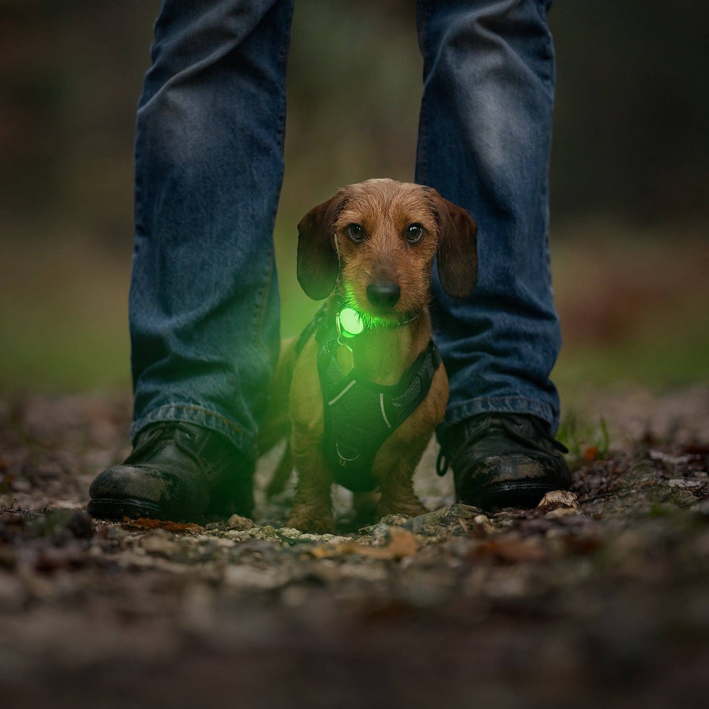 TrekBright™ Adjustable Rechargeable Dog Safety Light
