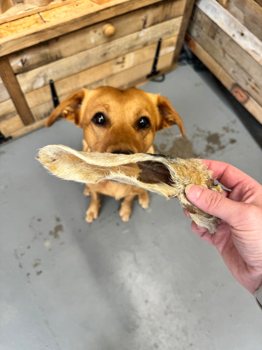 Hairy Lamb Ear