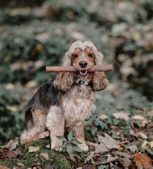 Bully Sticks Large