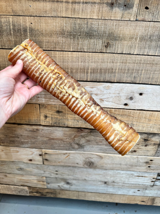 XL Buffalo Trachea