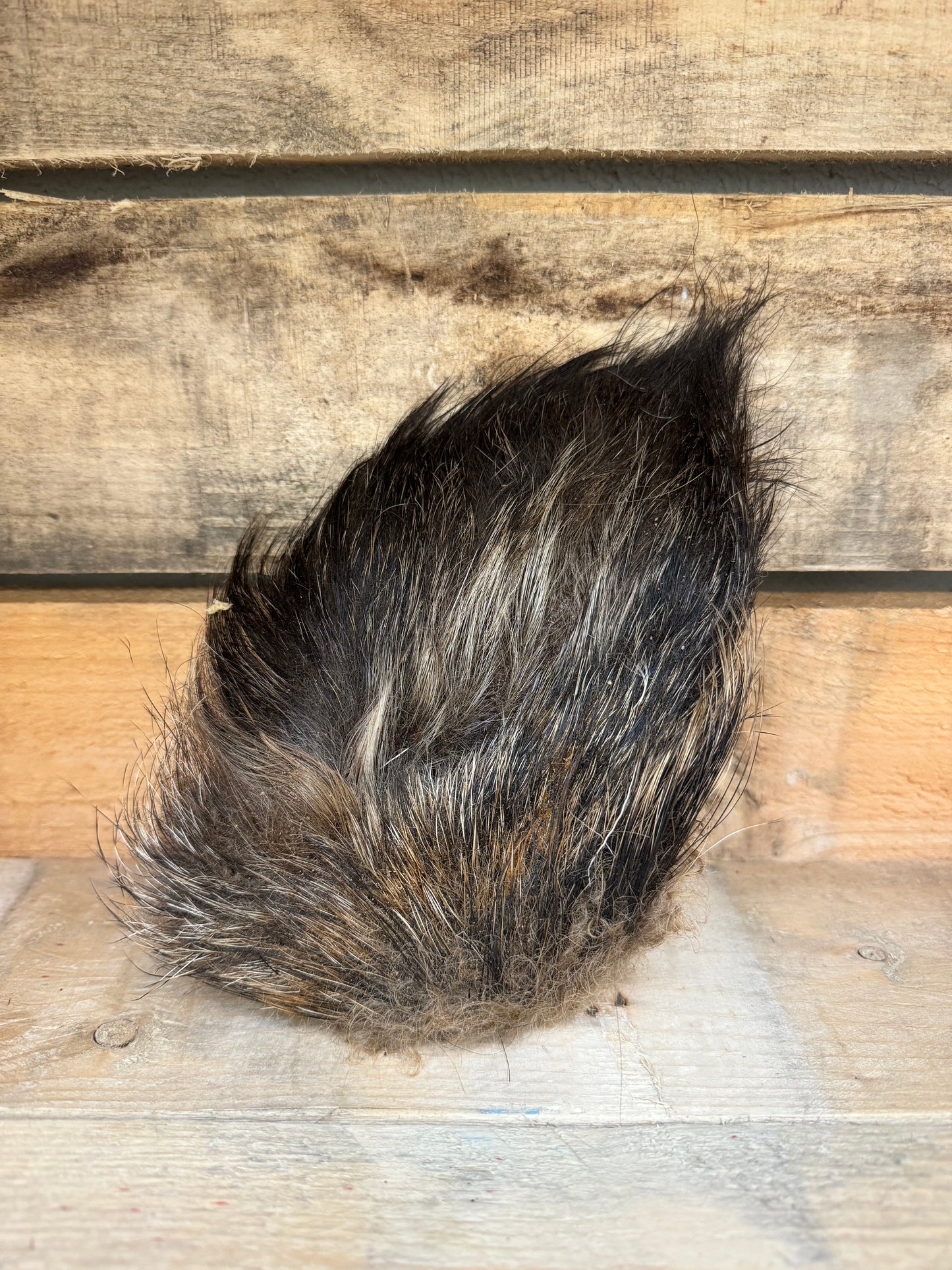 Hairy Wild Boar Ear