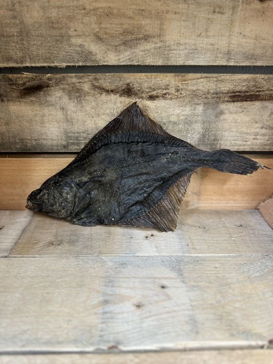 Whole Flounder Fish