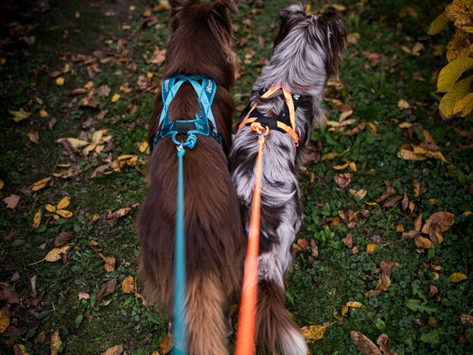 NonStop Rush Harness
