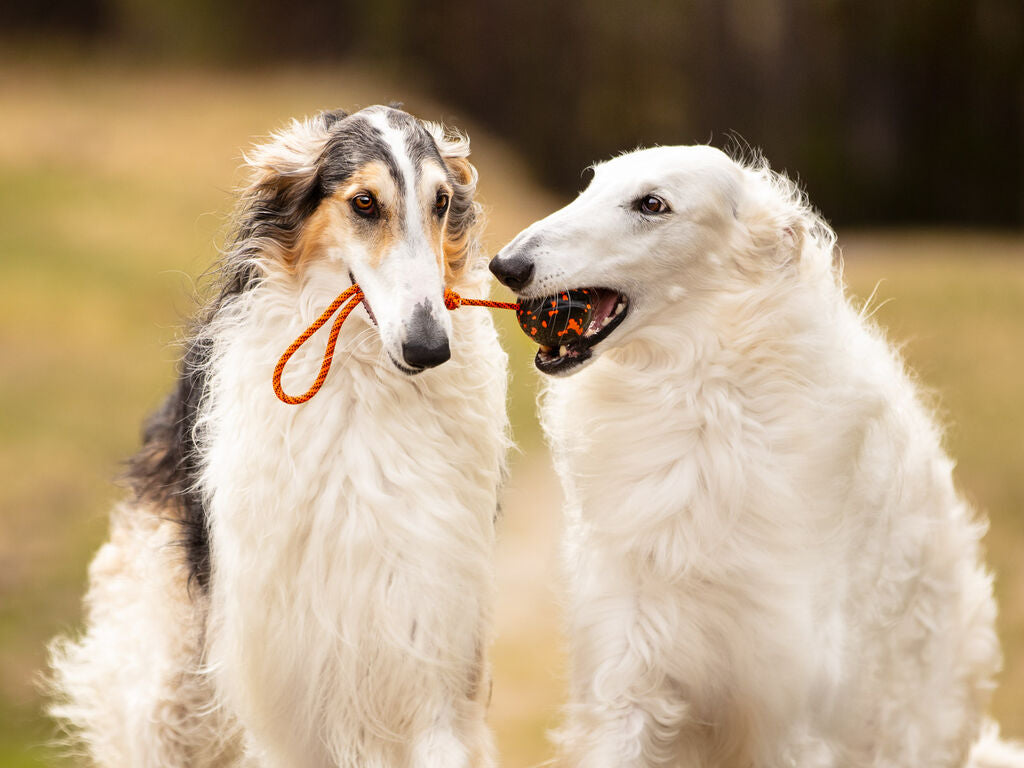 Dog ball on rope