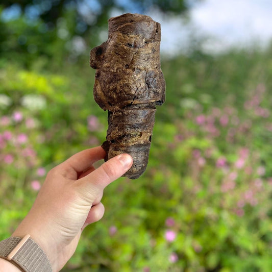 Wrapped Buffalo Trachea