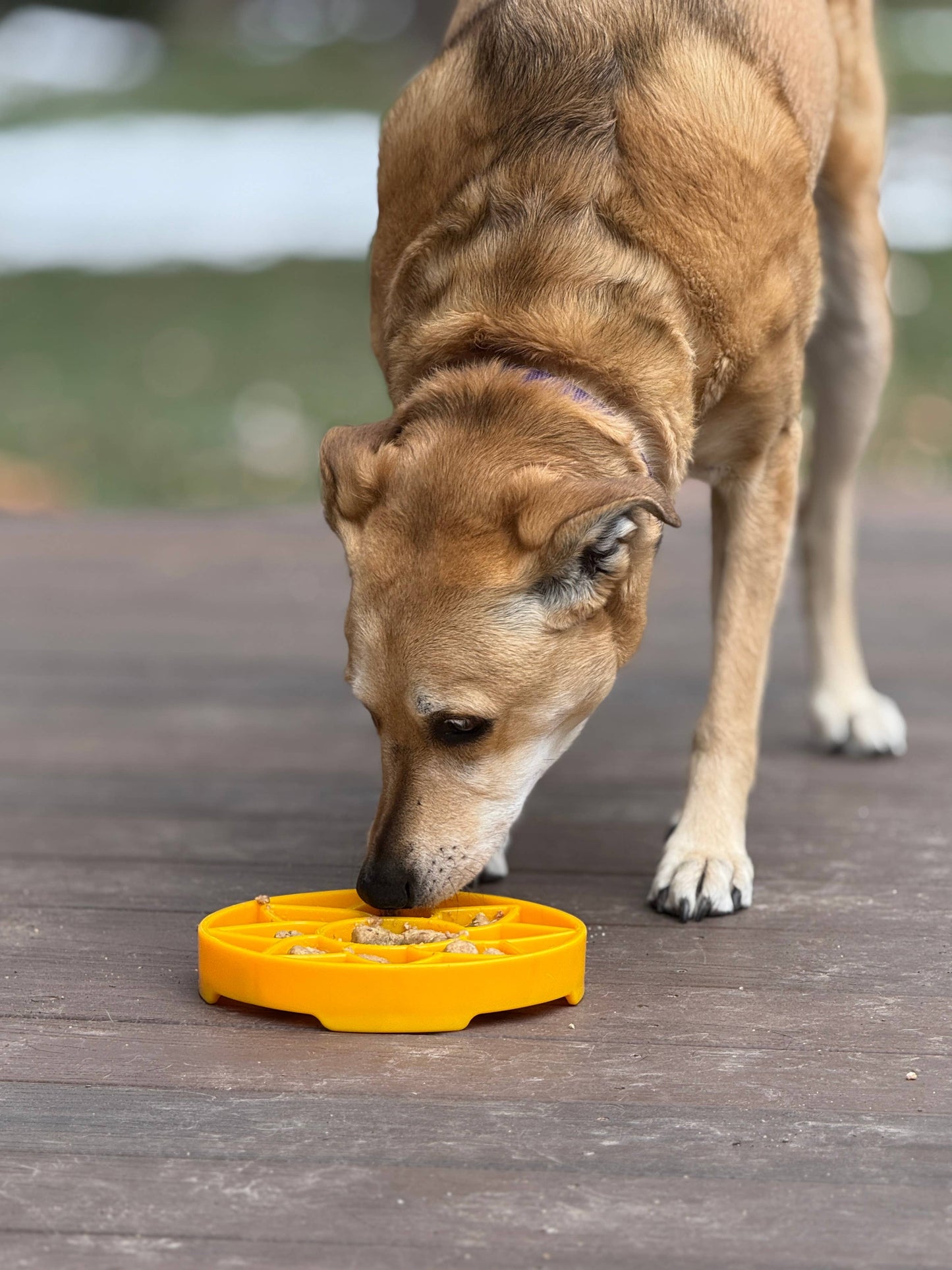 Sunflower Design eTray Enrichment Slow Feeder Tray for Dogs - Yellow
