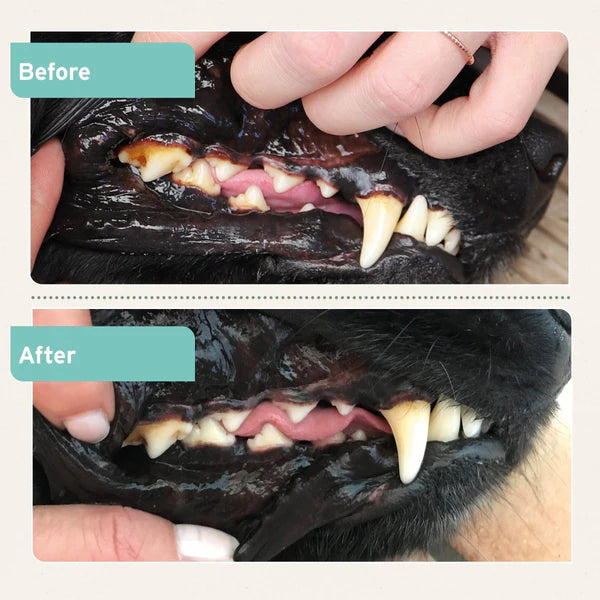 AniForte® Dental Powder for Dogs and Cats