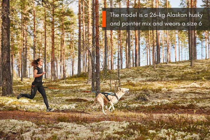 Non-Stop Dogwear Freemotion